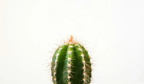 cactus01